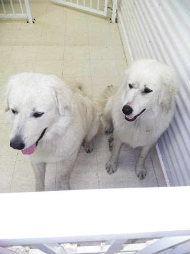 Pet Store «Debbies Pet Boutique», reviews and photos, 431 Center St, Healdsburg, CA 95448, USA