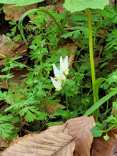 Nature Preserve «Governor Bridge Natural Area», reviews and photos, 7600 Governor Bridge Rd, Bowie, MD 20716, USA