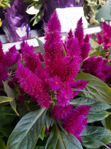 Grocery Store «Schnucks», reviews and photos, 3100 Madison Ave, Granite City, IL 62040, USA