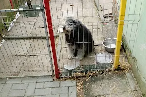 OTOZ Animals - Schronisko dla bezdomnych zwierząt w Tczewie image