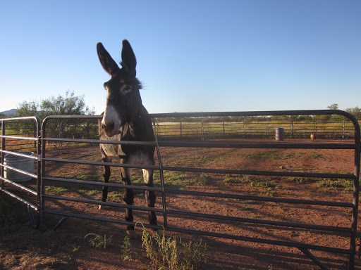 Mobile Home Park «Twin Buttes Mobile Home & RV Court», reviews and photos, 4027 N Twin Buttes Ct, Douglas, AZ 85607, USA