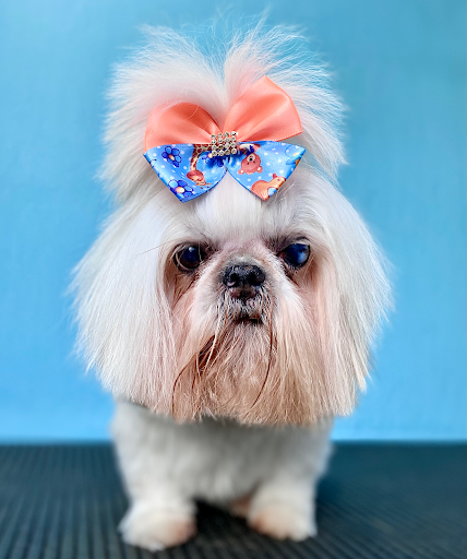 Clínica Veterinária Sapekinhas em Leme - SP