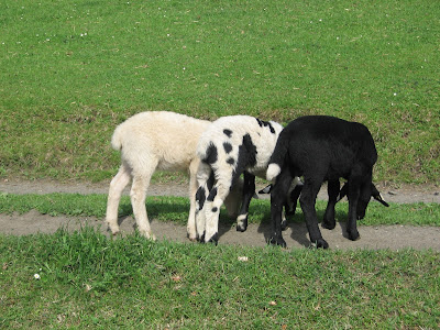 GAEC Le Mouton Blanc à Gavarnie-Gèdre