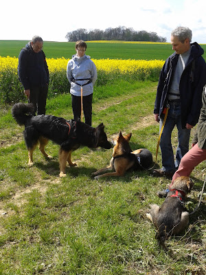 Comportementaliste pour chien, Aisne, Oise, Laruel Delphine, Harmony's dog à Blérancourt