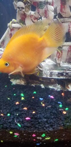 Pet Supply Store «Pet Supermarket, Inc.», reviews and photos, 4315 26th St W, Bradenton, FL 34205, USA