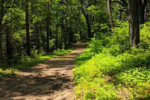 Sterne's Woods & Fen image