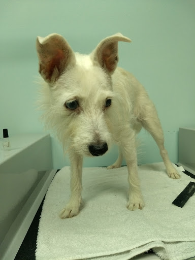 Pet Supply Store «Healthy Pet Center», reviews and photos, 237 N Greenbush Rd, Troy, NY 12180, USA