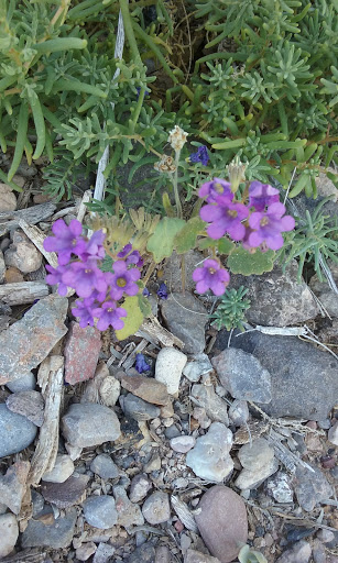 National Park «Lake Mead National Recreation Area Headquarters», reviews and photos, 601 Nevada Way, Boulder City, NV 89005, USA
