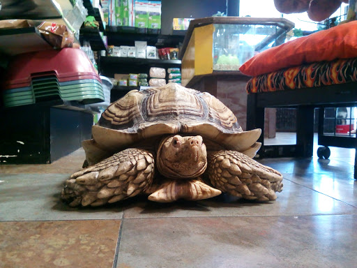 Pet Store «Pet Kingdom», reviews and photos, 4650 S Cleveland Ave, Fort Myers, FL 33907, USA