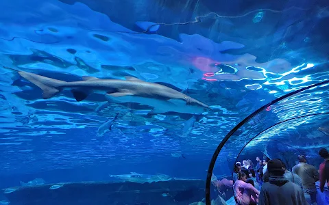 Ripley's Aquarium of Myrtle Beach image