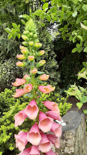 Plant Nursery «Pine Creek Nursery», reviews and photos, 23225 Sofie Rd, Monroe, WA 98272, USA