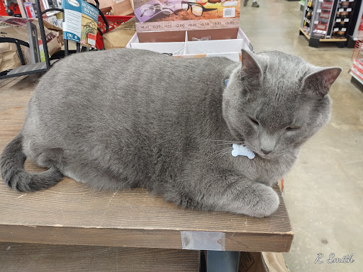 Hardware Store «Warrior Ace Hardware», reviews and photos, 427 Caldwell Dr, Warrior, AL 35180, USA