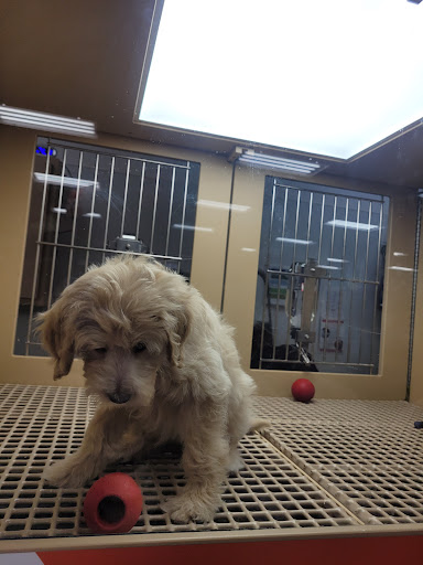 Pet Store «Petland Lancaster», reviews and photos, 1400 River Valley Cir N, Lancaster, OH 43130, USA