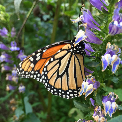 Nature Preserve «Ashland Nature Center of Delaware Nature Society», reviews and photos, 3511 Barley Mill Rd, Hockessin, DE 19707, USA