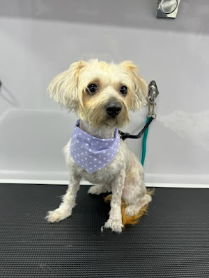 Curt's Mobile Grooming