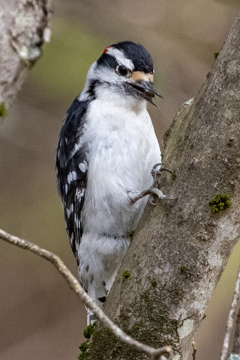 National Reserve «Assabet River National Wildlife Refuge», reviews and photos, 680 Hudson Road, Sudbury, MA 01776, USA