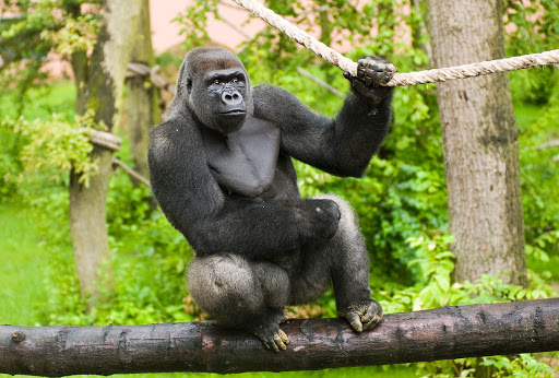 Gorilla