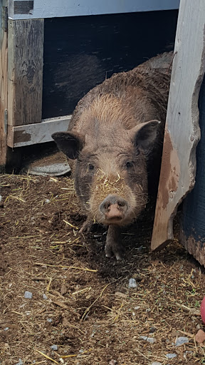 Event Venue «Blue Hound Farm», reviews and photos, 125 Pleasant Hill Rd, Lewisberry, PA 17339, USA