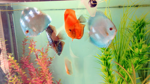 Tropical Fish Store «Inwood Aquarium», reviews and photos, 8244 Antoine Dr # C, Houston, TX 77088, USA