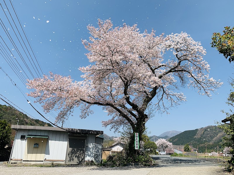 旧三江線 浜原駅前の桜