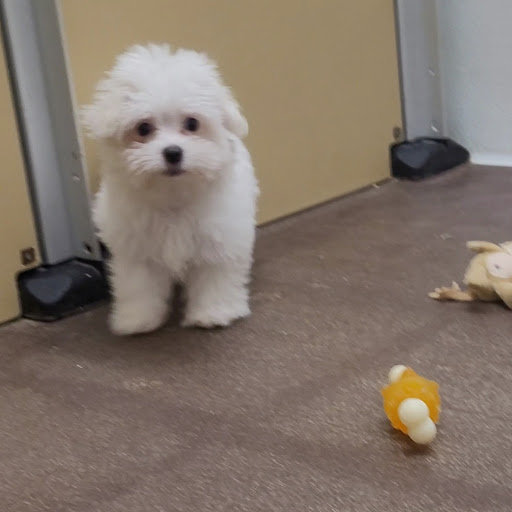 Pet Store «PV Pets», reviews and photos, 233 S Broadway, Pennsville, NJ 08070, USA