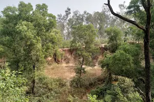 Sonajhuri Forest image