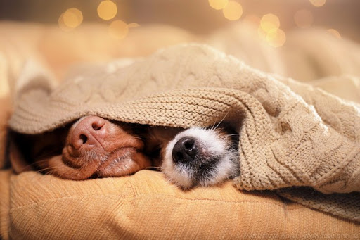 Pet Supply Store «PetSmart», reviews and photos, 5873 Spout Springs Rd, Flowery Branch, GA 30542, USA