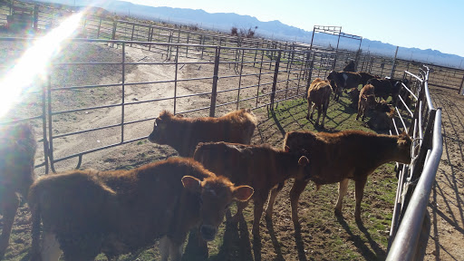 Pet Supply Store «Stockton Hill Feed & Pet», reviews and photos, 4250 Stockton Hill Rd, Kingman, AZ 86409, USA