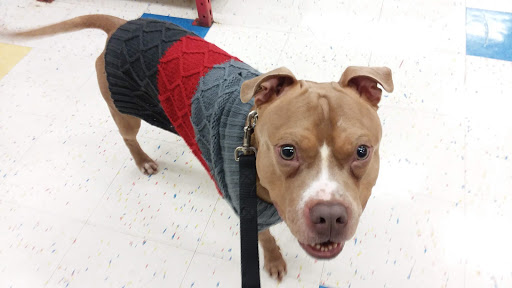 Pet Supply Store «Petco Animal Supplies», reviews and photos, 2255 East Ridge Road, Irondequoit, NY 14622, USA