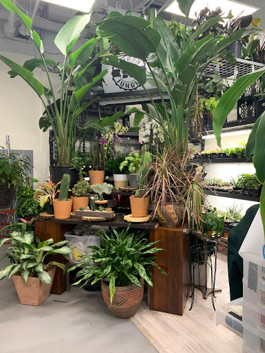 Wholesale Florist «Urban Jungle», reviews and photos, 2603 Sherman Ave NW, Washington, DC 20001, USA