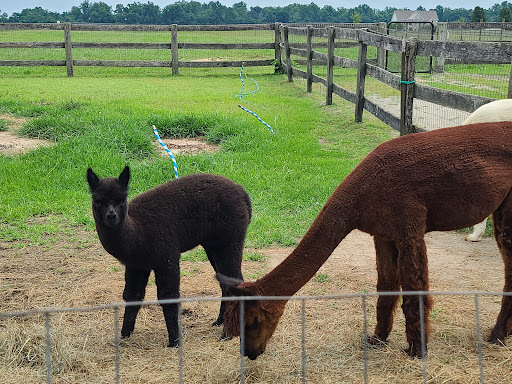 Farm «Painted Sky Alpaca Farm & Fiber Mill», reviews and photos, 95 Knight House Ln, Earleville, MD 21919, USA