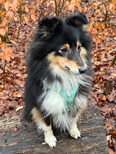 Napfcheck - Tierärztliche Ernährungsberatung unter Planegg, Bayern