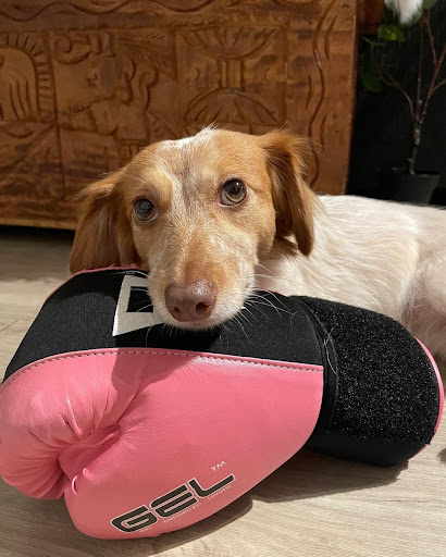 Boxing Gym «TITLE Boxing Club South Tampa», reviews and photos, 4212 Henderson Blvd, Tampa, FL 33629, USA