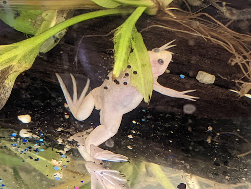 Pet Supply Store «Pet Supermarket», reviews and photos, 5000 Clyde Morris Blvd, Port Orange, FL 32127, USA