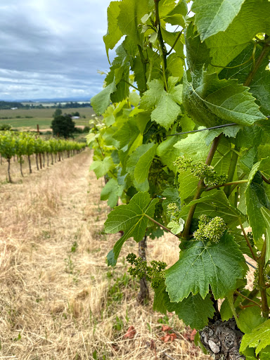 Vineyard «Keeler Estate Vineyard», reviews and photos, 5100 SE Rice Ln, Amity, OR 97101, USA