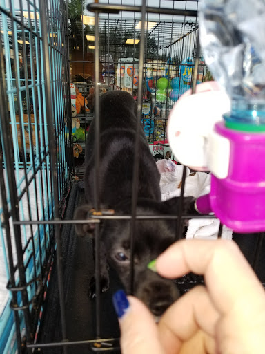 Pet Supply Store «Yummy Tummy Pet Supply», reviews and photos, 27149 185th Ave SE, Covington, WA 98042, USA