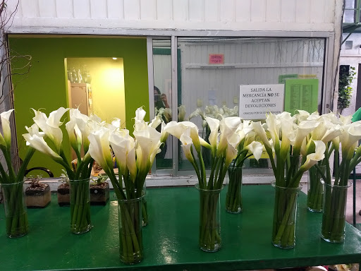 FLORES DE ALTURA – San Pedro Garza García
