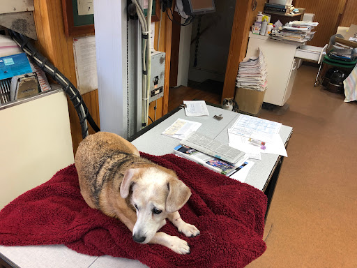 Lee Highway Animal Hospital image