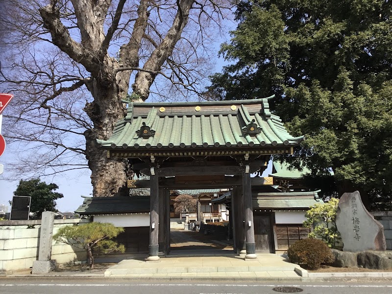 梅岩寺のケヤキ