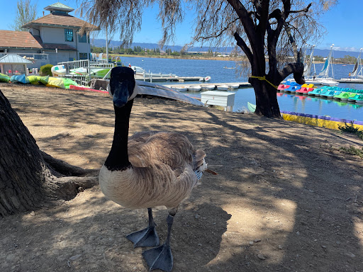 Recreation Center «Shoreline Lake Boathouse», reviews and photos, 3160 N Shoreline Blvd, Mountain View, CA 94043, USA