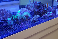 The Big Little Fish Store - Photo 8 - Car repair in Dallas, TX, Dallas