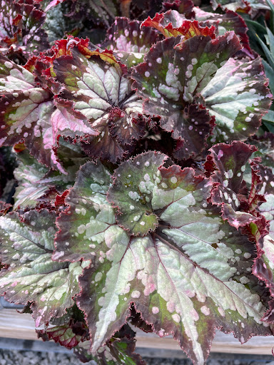 Florist «Countryside Floral And Greenhouses», reviews and photos, 129 Mt Cobb Hwy, Lake Ariel, PA 18436, USA