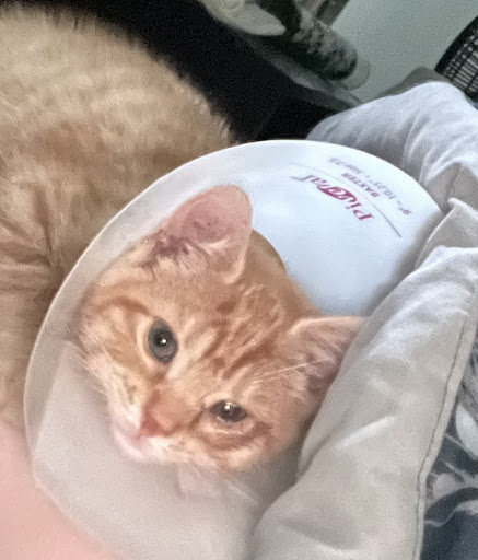 Pet Store «Petland», reviews and photos, 351 Diederich Blvd, Ashland, KY 41101, USA