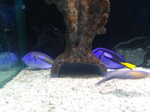 Aquarium «Aquarium World», reviews and photos, 13157 Northwest Fwy, Houston, TX 77040, USA