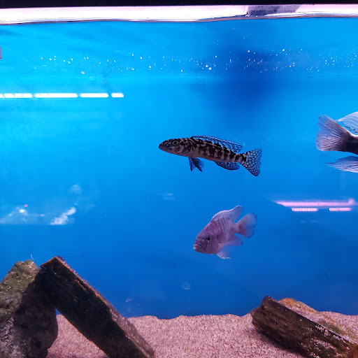 Tropical Fish Store «Tropi-Quatics Pet Center», reviews and photos, 337 S Main St, Lombard, IL 60148, USA