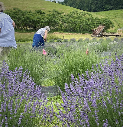 Lavender Manor Farms