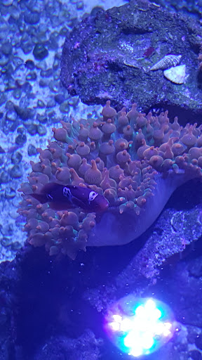 Tropical Fish Store «Reefwise», reviews and photos, 5401 Patton Dr #105, Lisle, IL 60532, USA