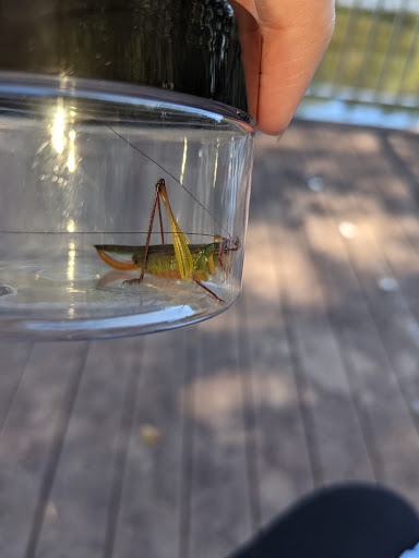 Tourist Attraction «Pettit Environmental Preserve», reviews and photos, 29 Vineyard Rd, Dallas, GA 30132, USA