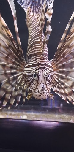 Aquarium «Marine EXTREMES», reviews and photos, 6257 E 21st St N, Wichita, KS 67208, USA