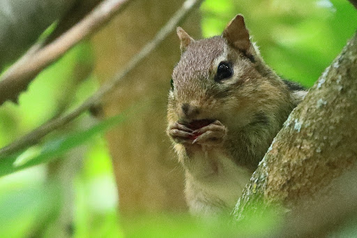 Park «Town of Arlington Menotomy Rocks Park», reviews and photos, 129 Jason St, Arlington, MA 02476, USA